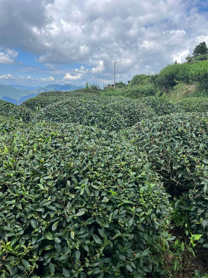 9038513c05b54a2216c0448f14eb1fde_1761959