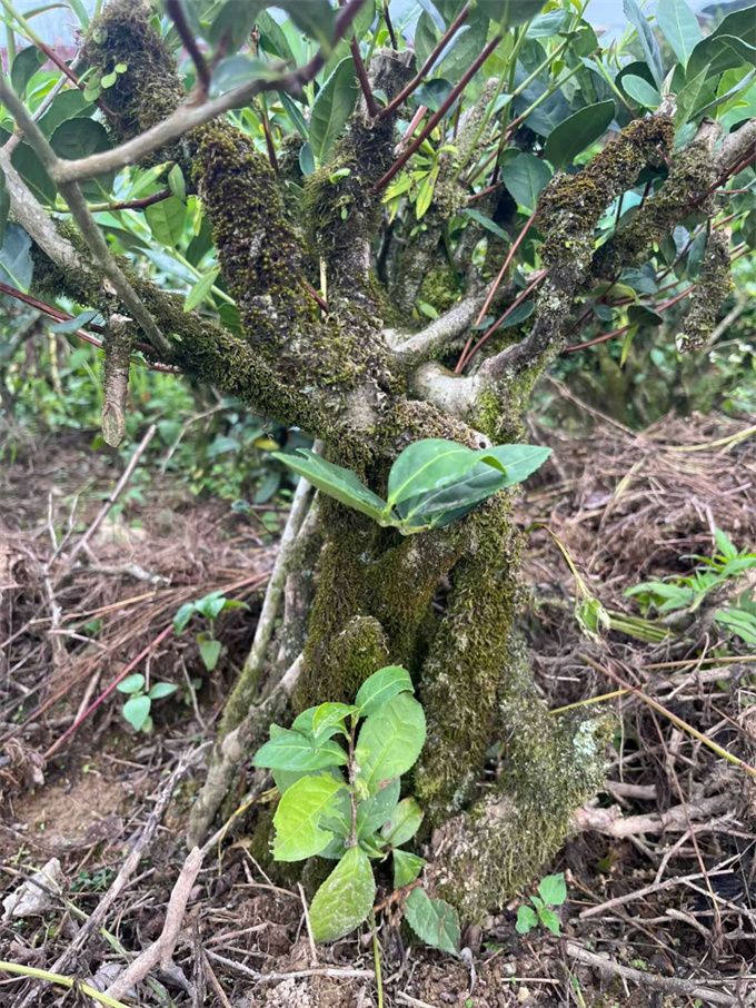 9038513c05b54a2216c0448f14eb1fde_1761959