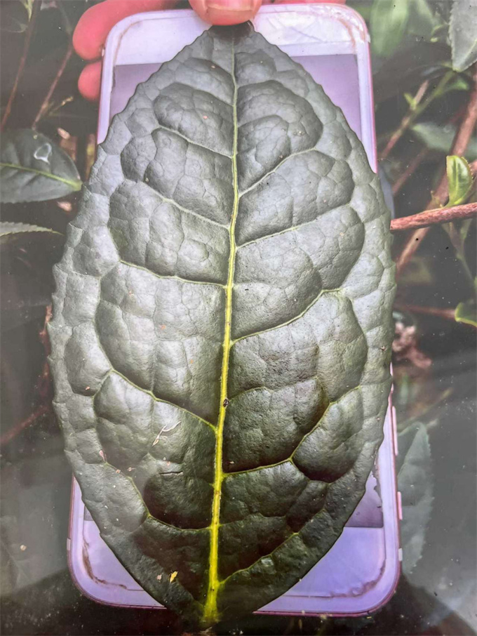 9038513c05b54a2216c0448f14eb1fde_1761959