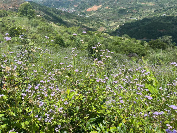 9038513c05b54a2216c0448f14eb1fde_1761959