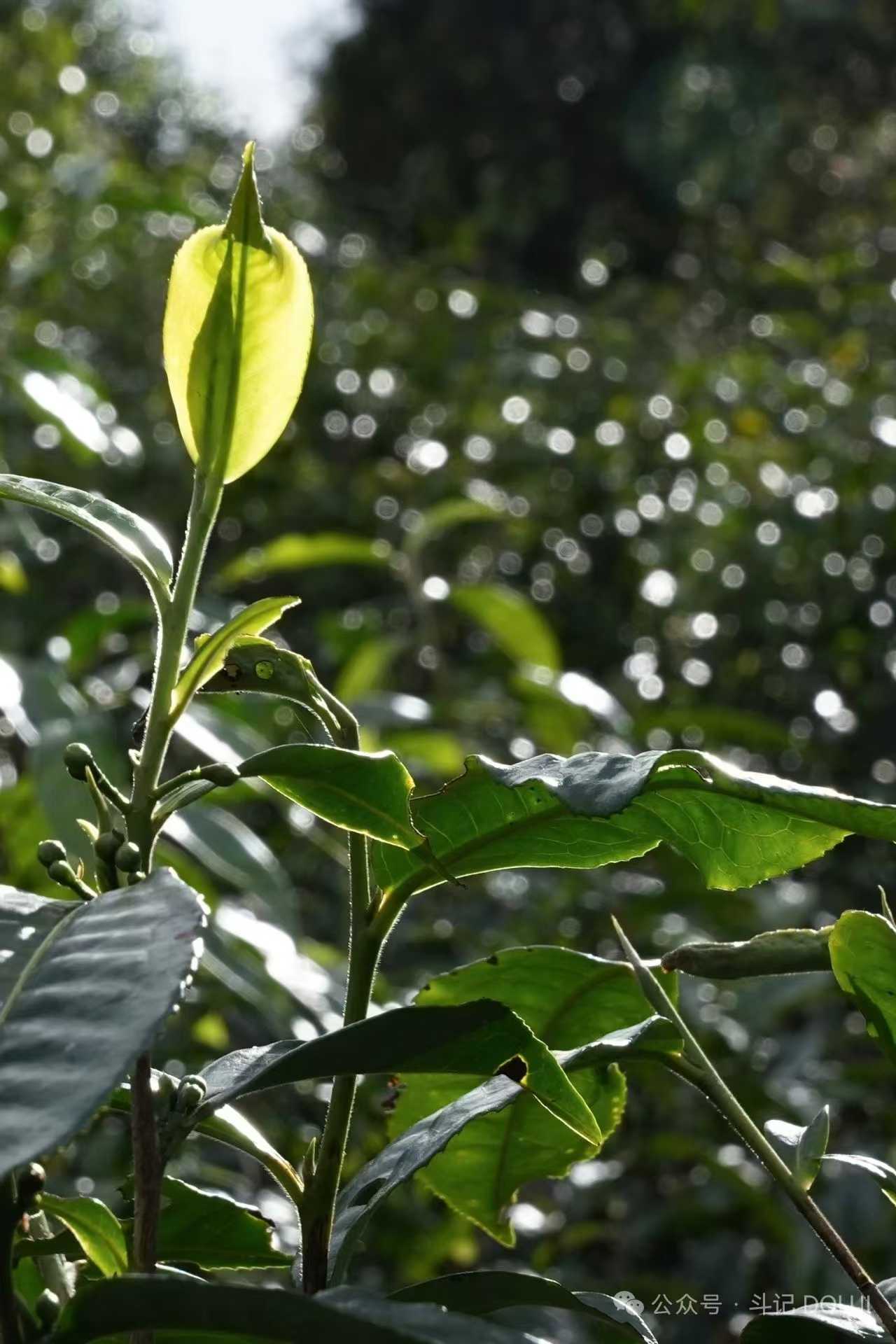 d3516eb3deed262ee42aa5ac45ef3236_1766620