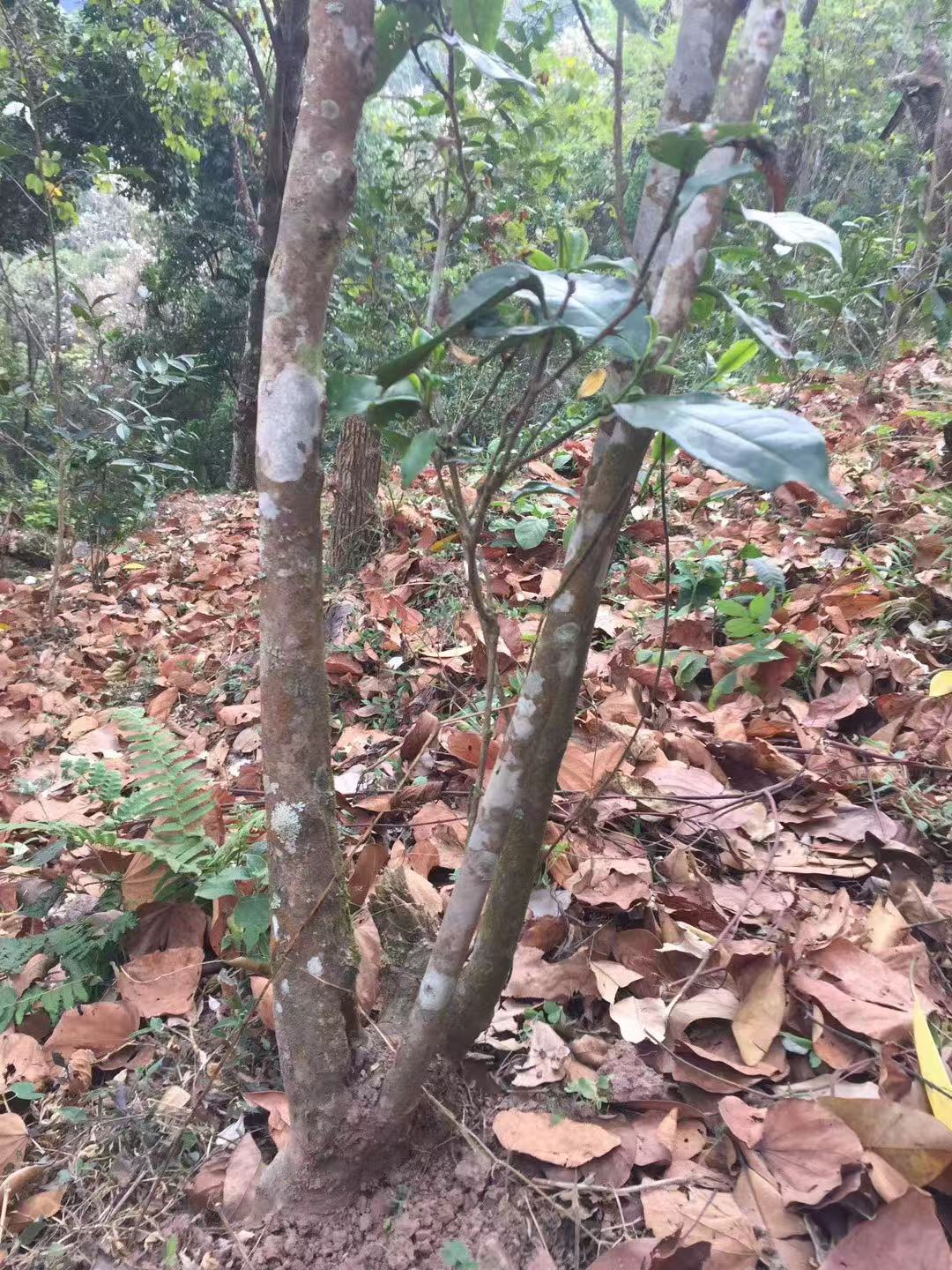 9fab080b7a091587f3a0503cf0387039_1770965064_1057.jpg 9fab080b7a091587f3a0503cf0387039_1770965