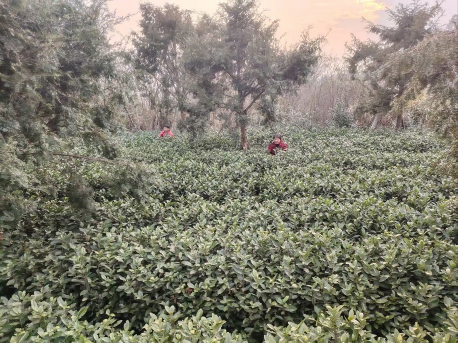 23c85fdbcba76ae440f5b2a02bb8f93f_1774589