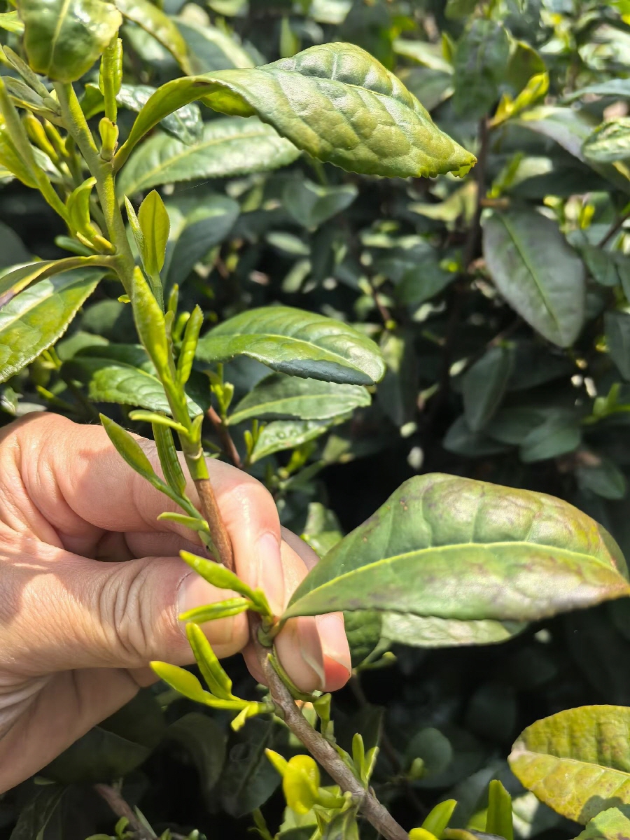 b3e5769cf1d3af78bd97491329623ff3_1775524038_5894.jpg b3e5769cf1d3af78bd97491329623ff3_1775524