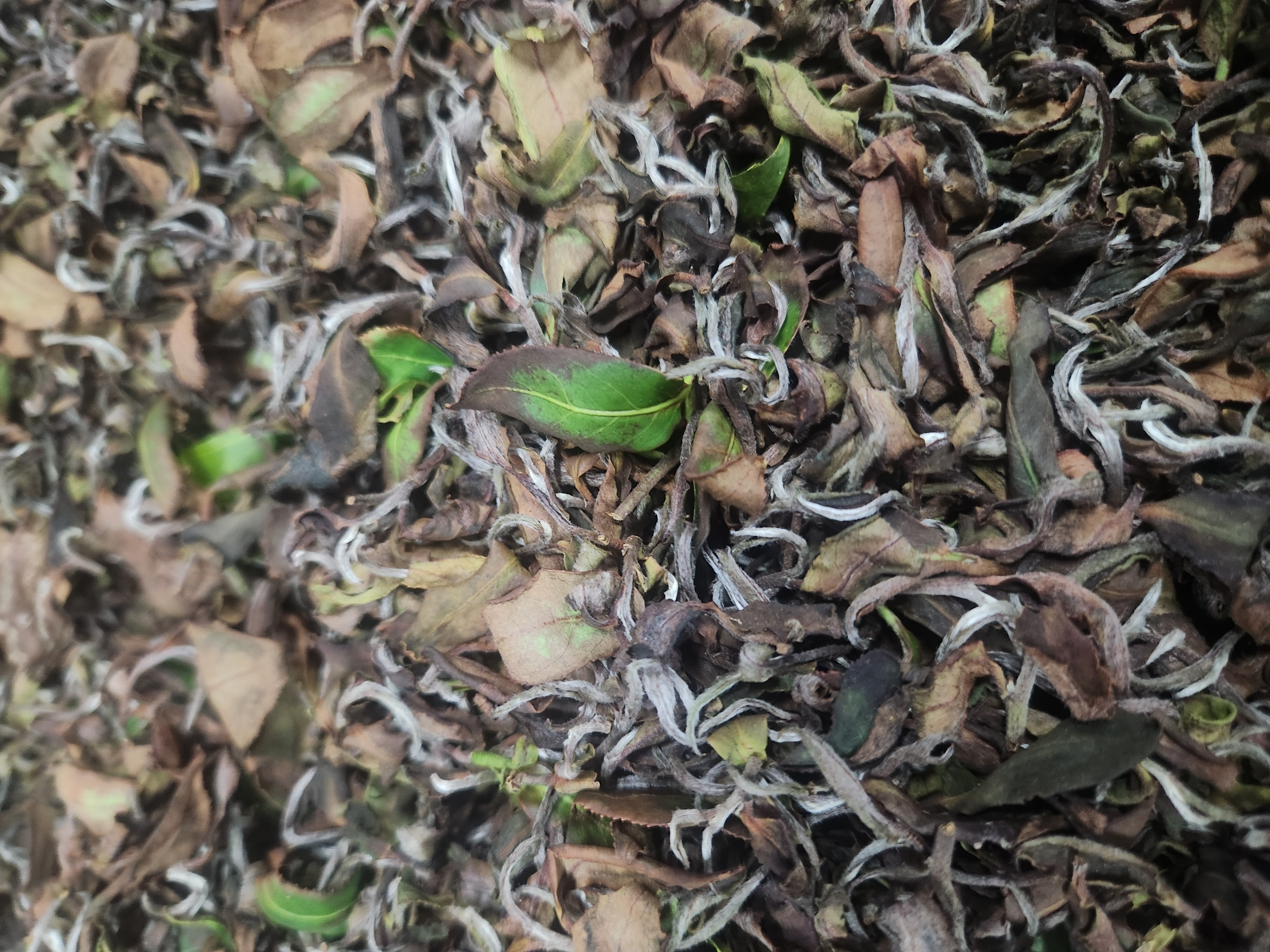 c7f76eb0f6223ce532a59494432b8b2e_1793296338_6272.jpg