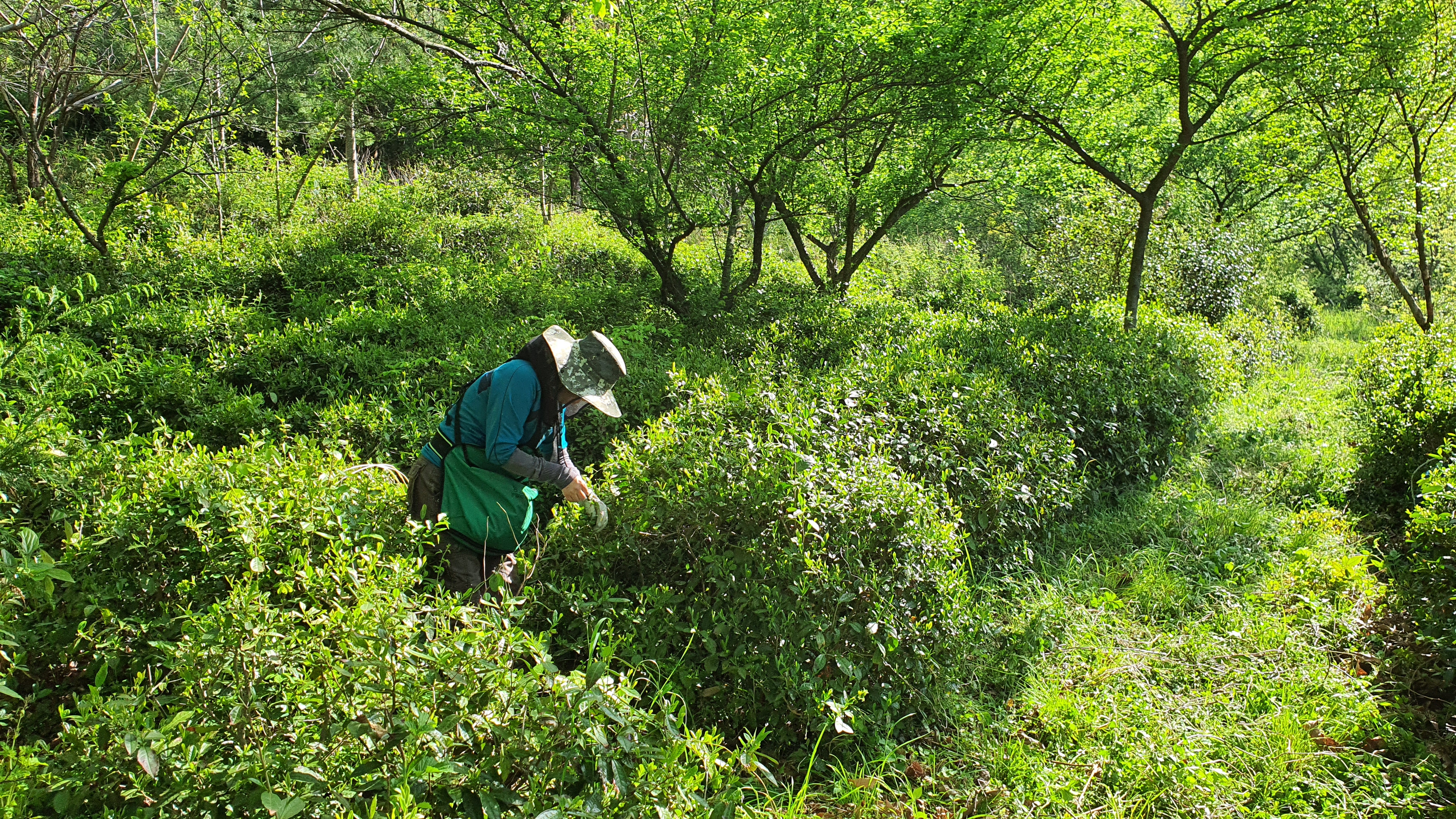[리미티드 한정판]유기농 공부 함평 나비청차 40g