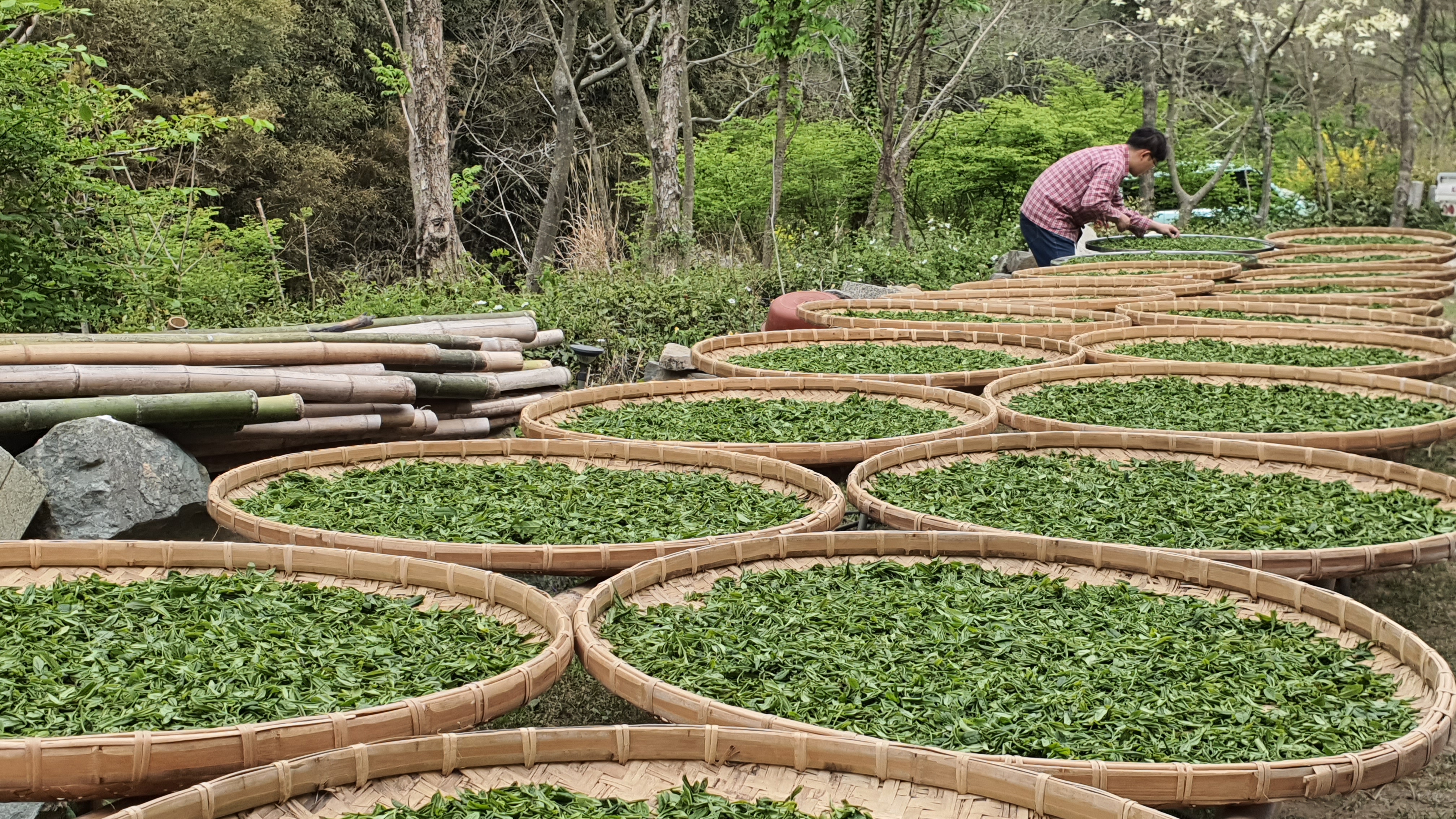 [리미티드 한정판]유기농 공부 함평 나비청차 40g