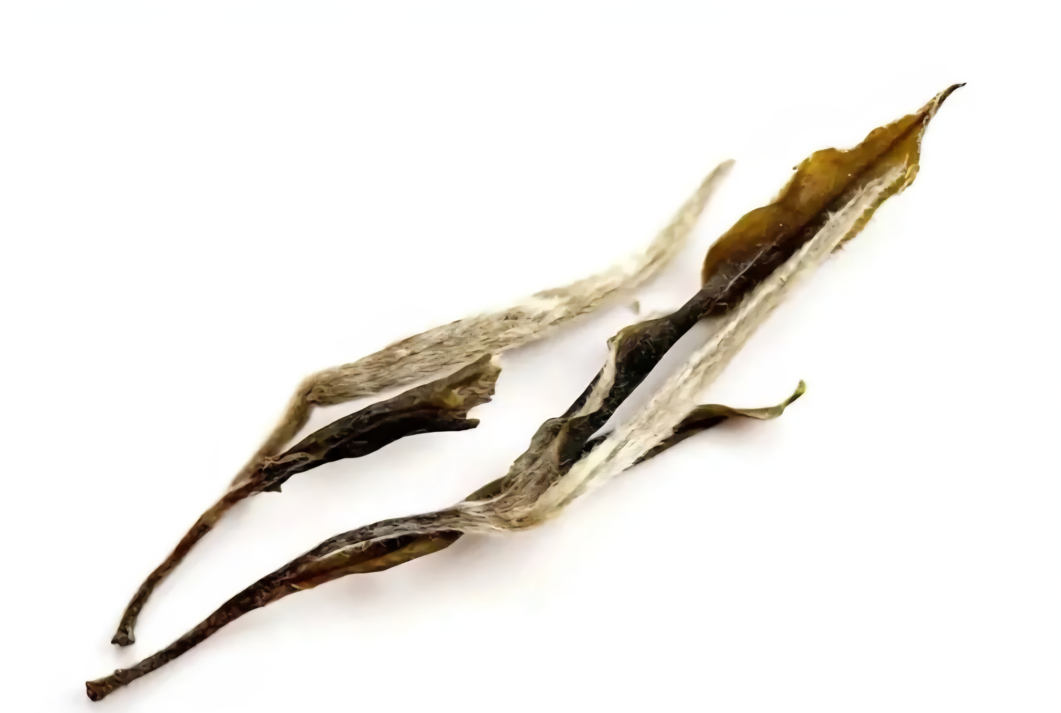 [아주 맛있는 백차] 25년 2501고운백차 60g