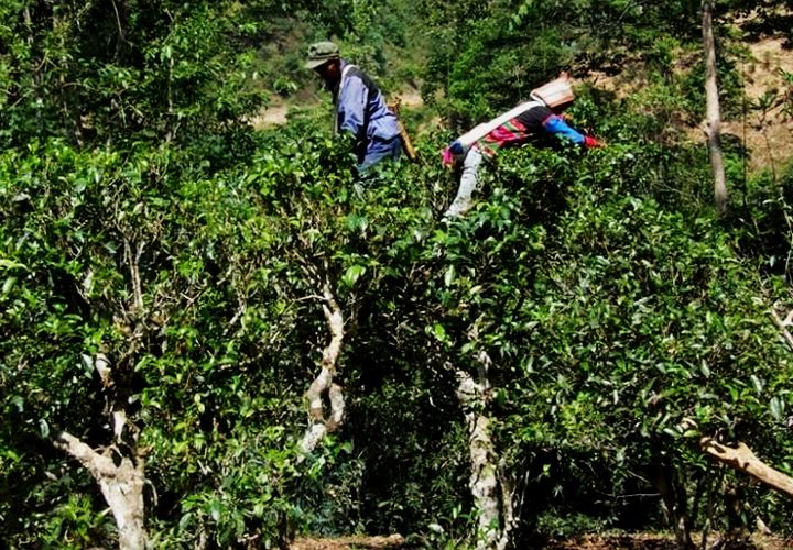[아주 맛있는 백차] 25년 2501고운백차 60g