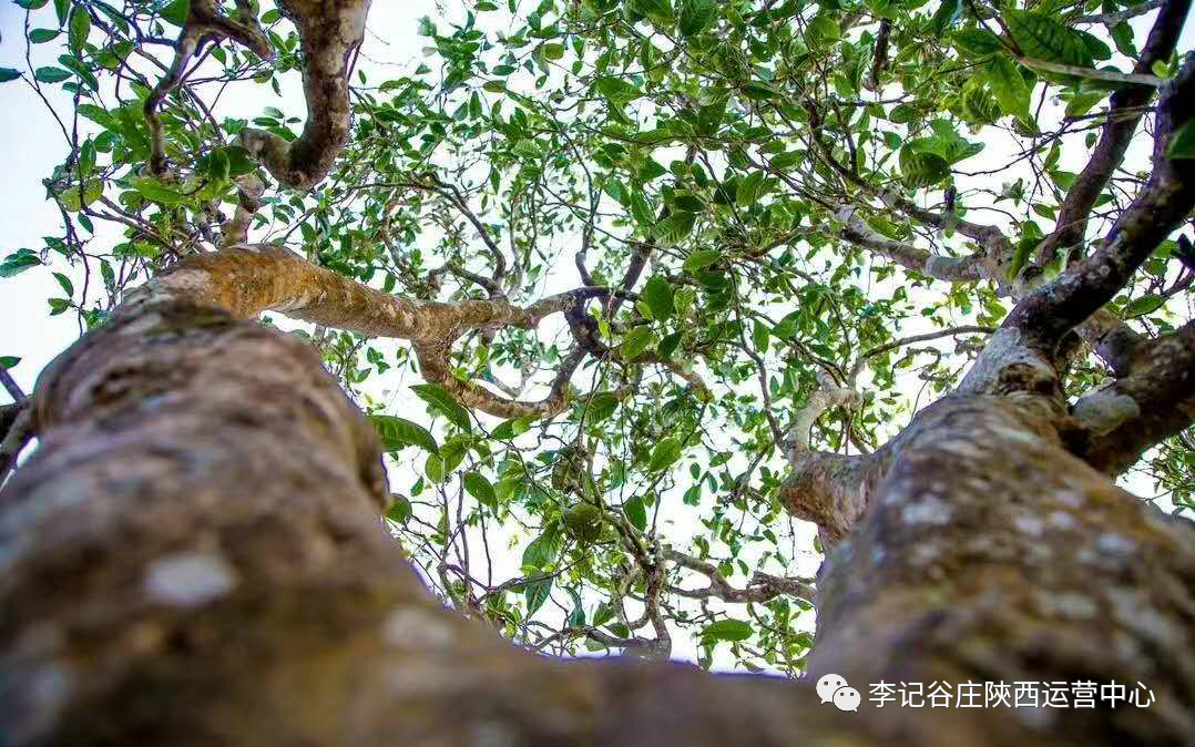 [특별 본사 할인] 15년~24년 백작호 5년 숙성 노숙차 4종 소개