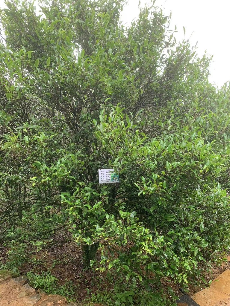 [오동산 단주] 단총 지역, 고수 향미에 따라 즐기세요