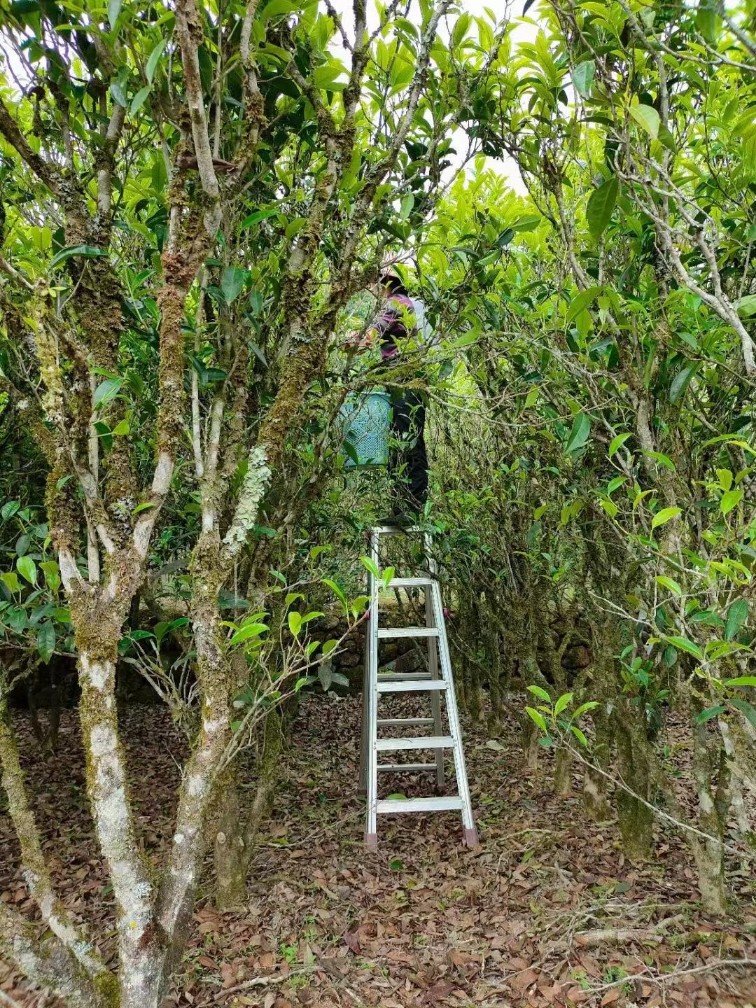 [오동산 단주] 단총 지역, 고수차 모음