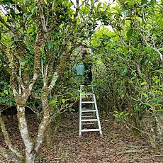 [오동산 단주] 단총 지역, 고수차 모음