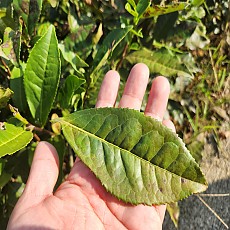 [최고급 복전] 58황산(야생) 수축 복전차 3kg 10건(60편)