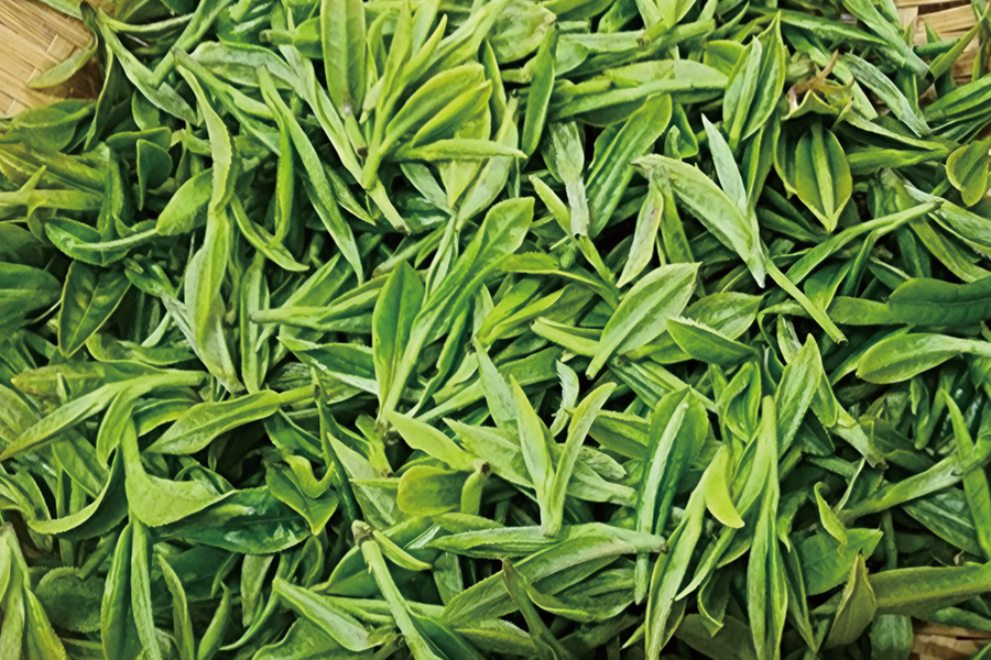 [공부차] 25년 4월 10일 하동 화개 특우전 50g