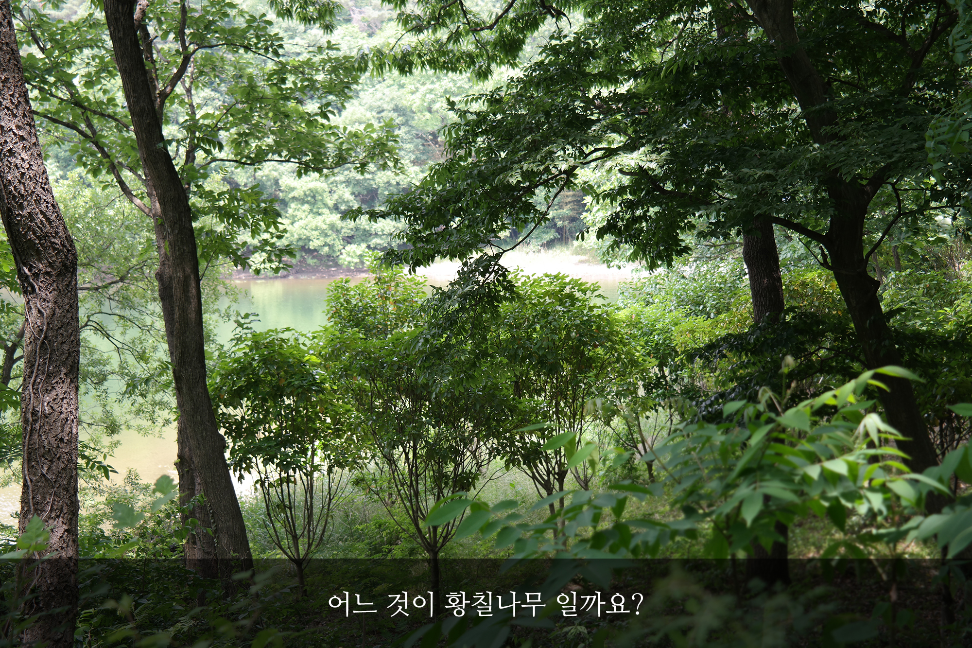 [공부차 추천] 차시 황칠소금차 130g