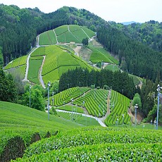 [공구] 극품 농차, 농차, 박차, 교쿠로, 센차
