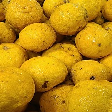 [사전예약판매] 25년 유기농 천지유자진피차(조형/쇄형)