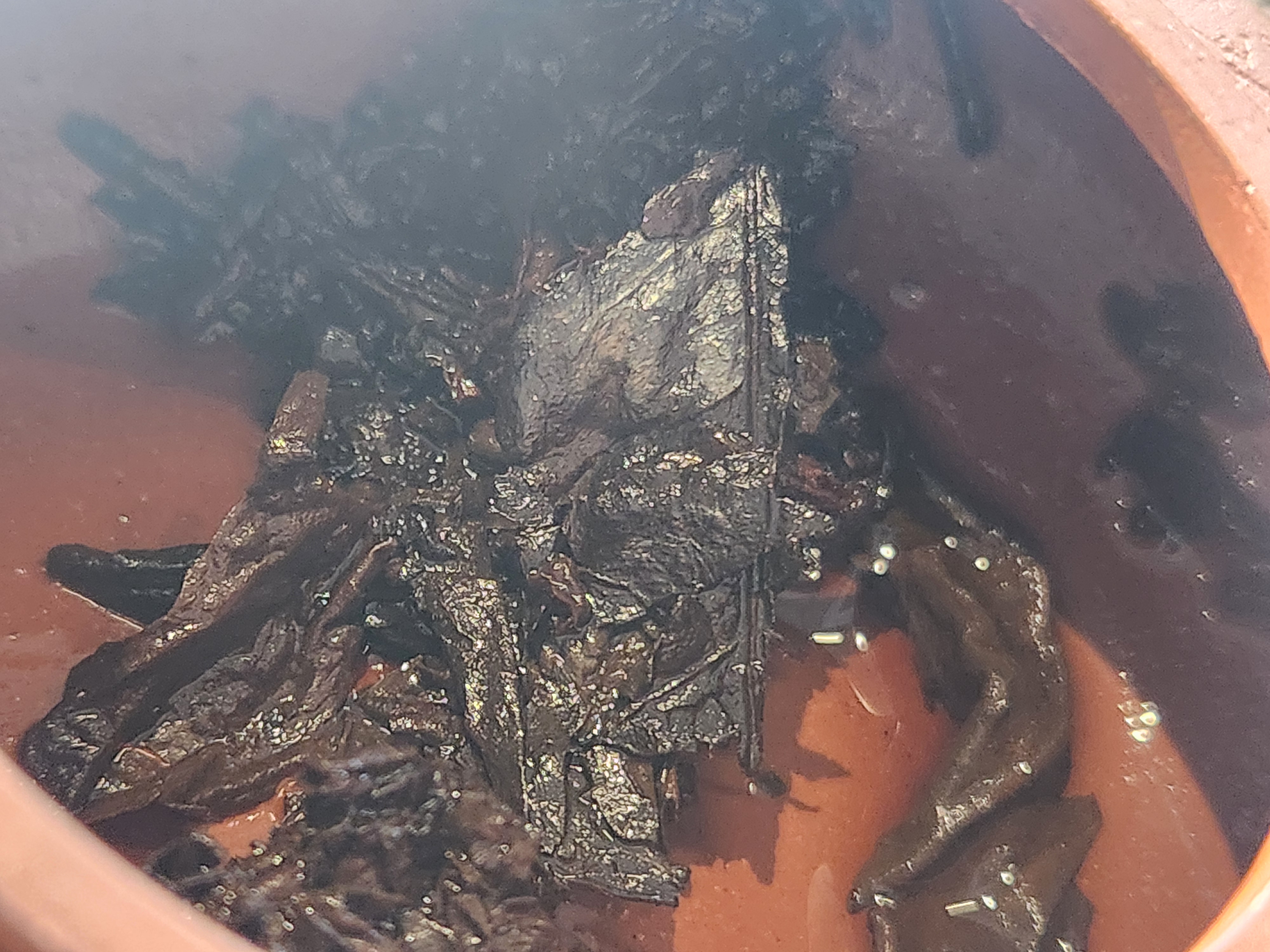 [수장가 폭탄] 92년 보염패 유광지 이무 생전 250g