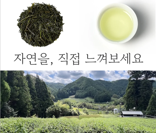 [녹차특별전] 한중일 녹차 특별전 시음권