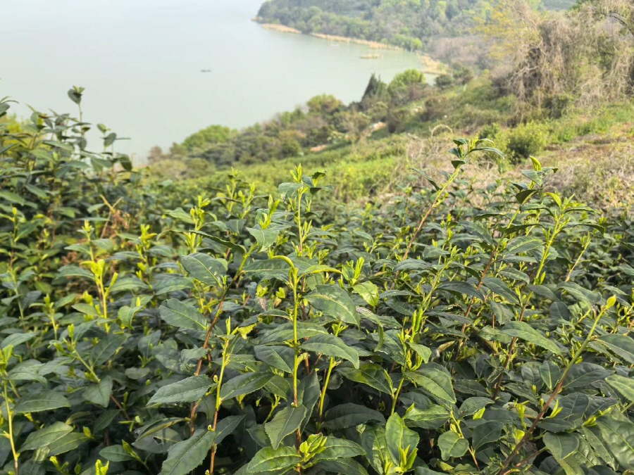 [해외직구공구] 동정벽라춘 명전 극품 50g