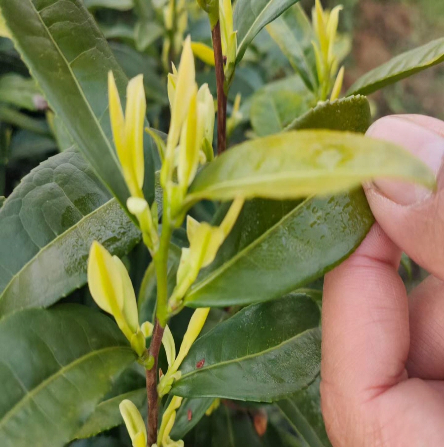 [해외직구공구]안길백차 극품 50g /안길백차 황금아 50g