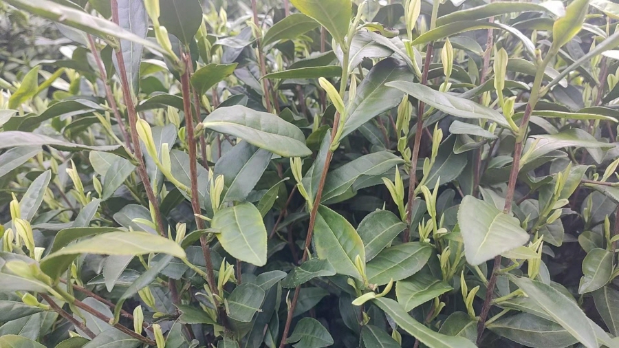 [해외직구공구]안길백차 극품 50g /안길백차 황금아 50g