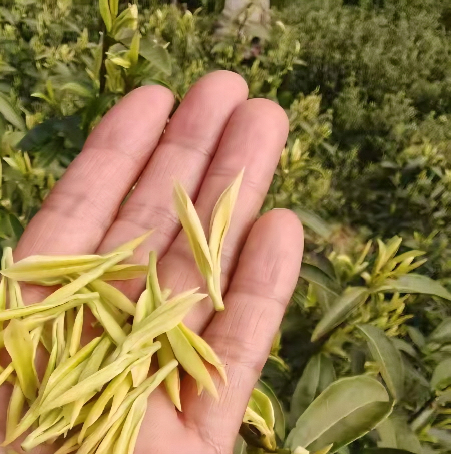 [해외직구공구]안길백차 극품 50g /안길백차 황금아 50g