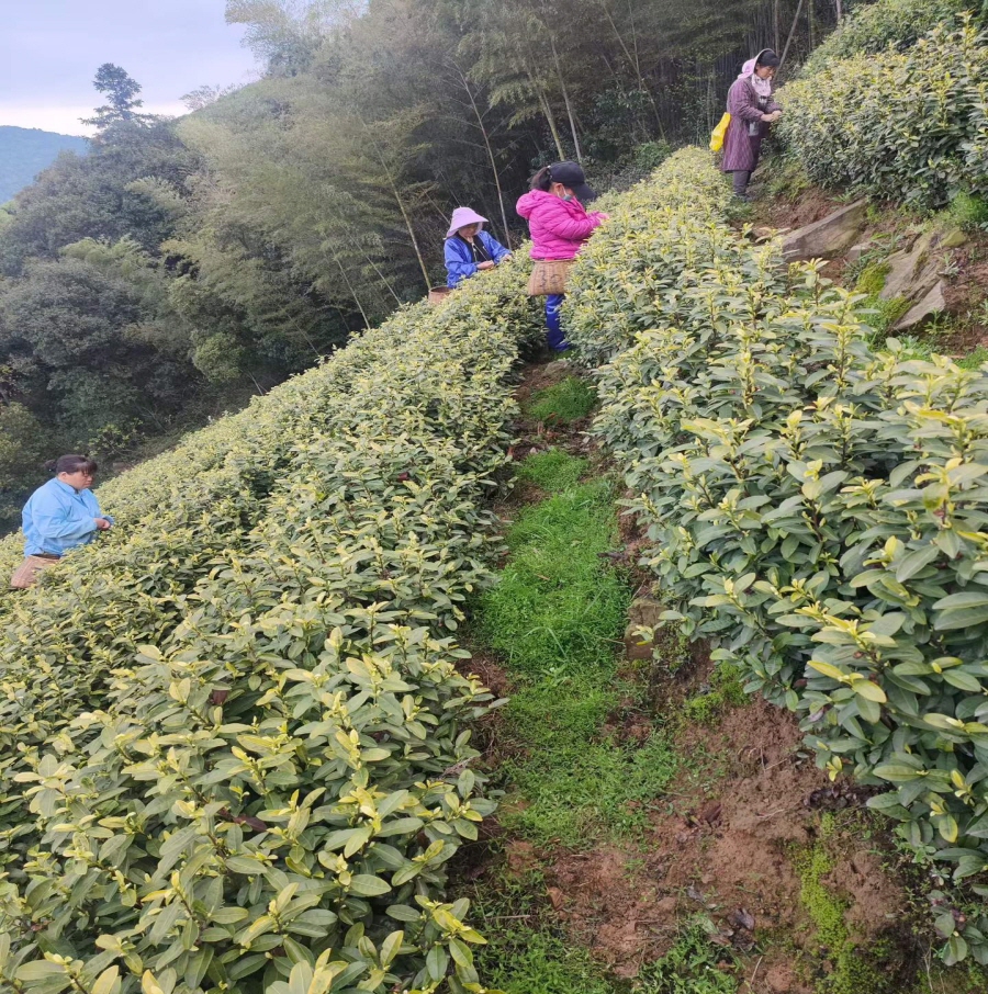 [해외직구공구]안길백차 극품 50g /안길백차 황금아 50g