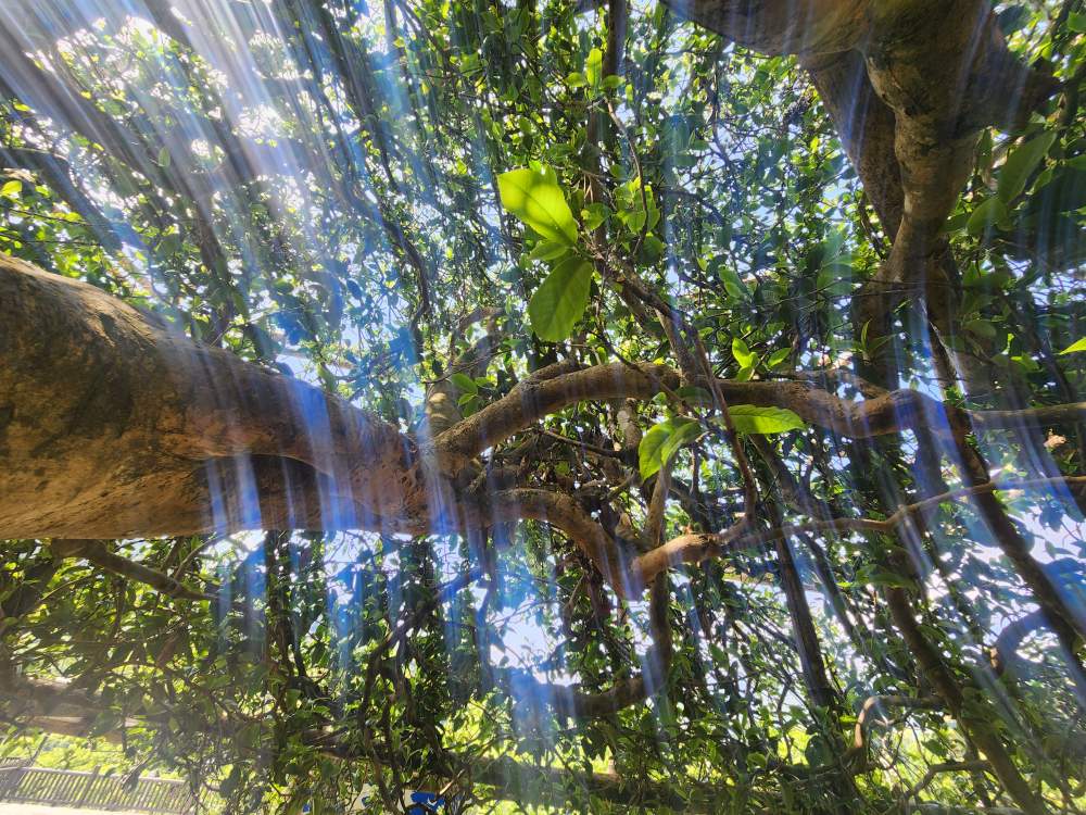 [해외직구공구] 빙도고수극품 백모단100g/1kg