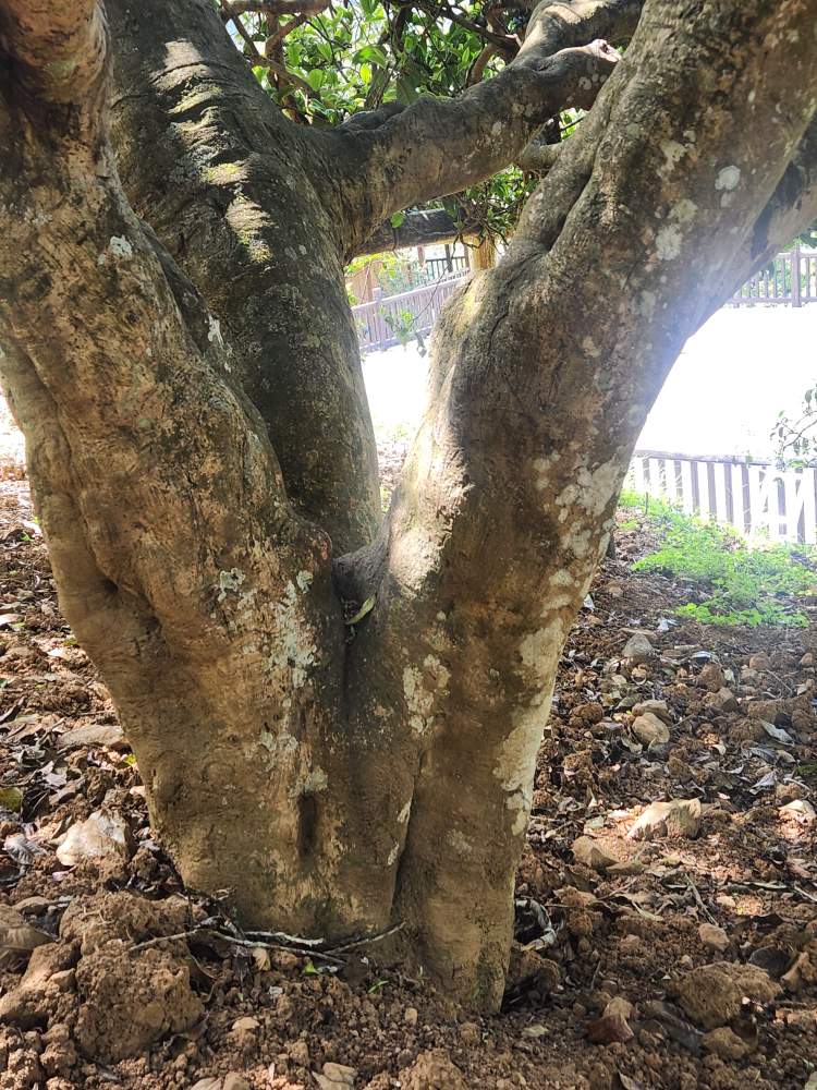 [해외직구공구] 빙도고수극품 백모단100g/1kg