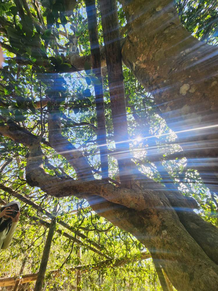 [해외직구공구] 빙도고수극품 백모단100g/1kg
