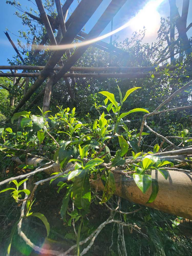 [해외직구공구] 빙도고수극품 백모단100g/1kg