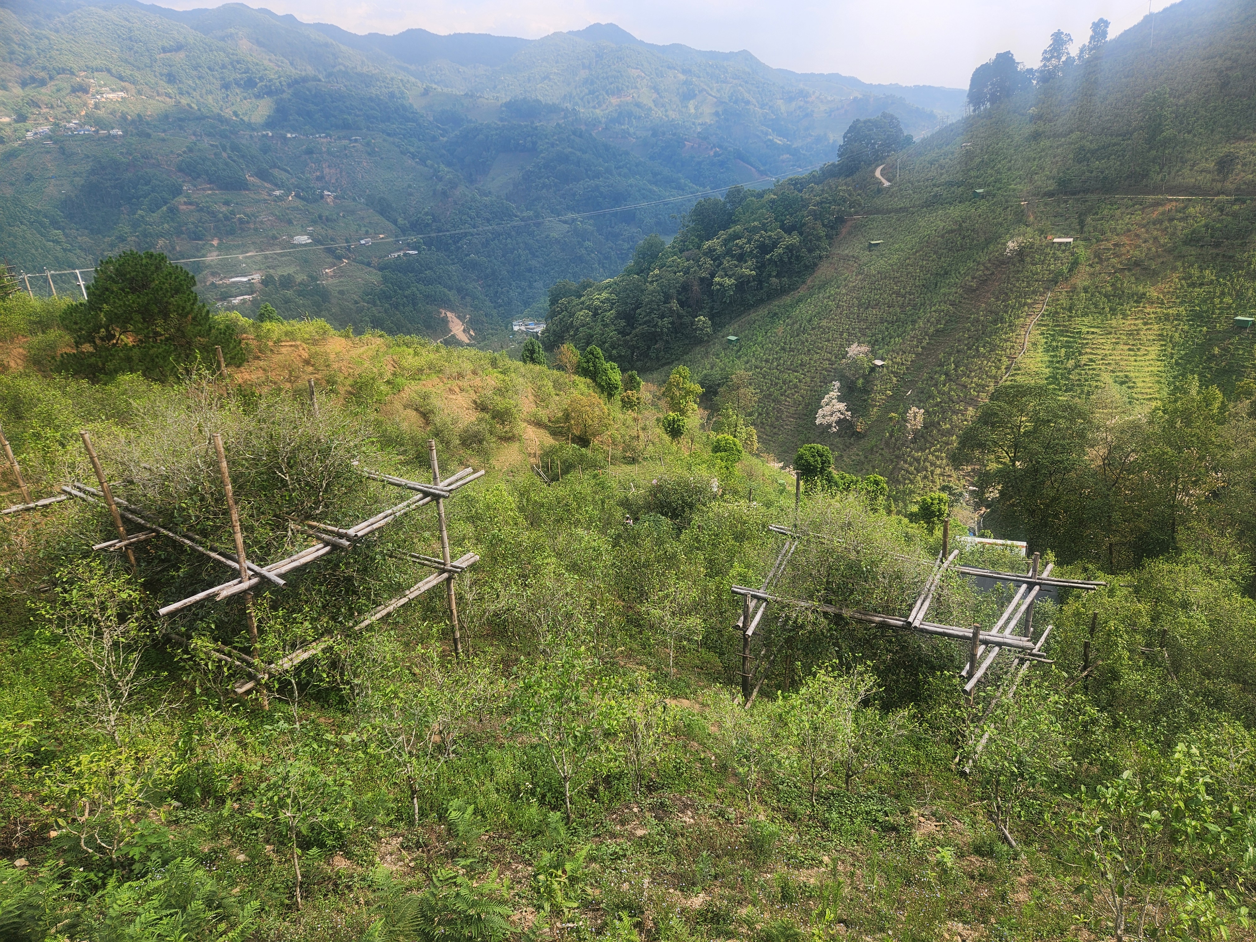 [해외직구공구]빙도 고수 홍차 첫물차 1kg - 두 종 모두 사서 좋은 경험하세요.