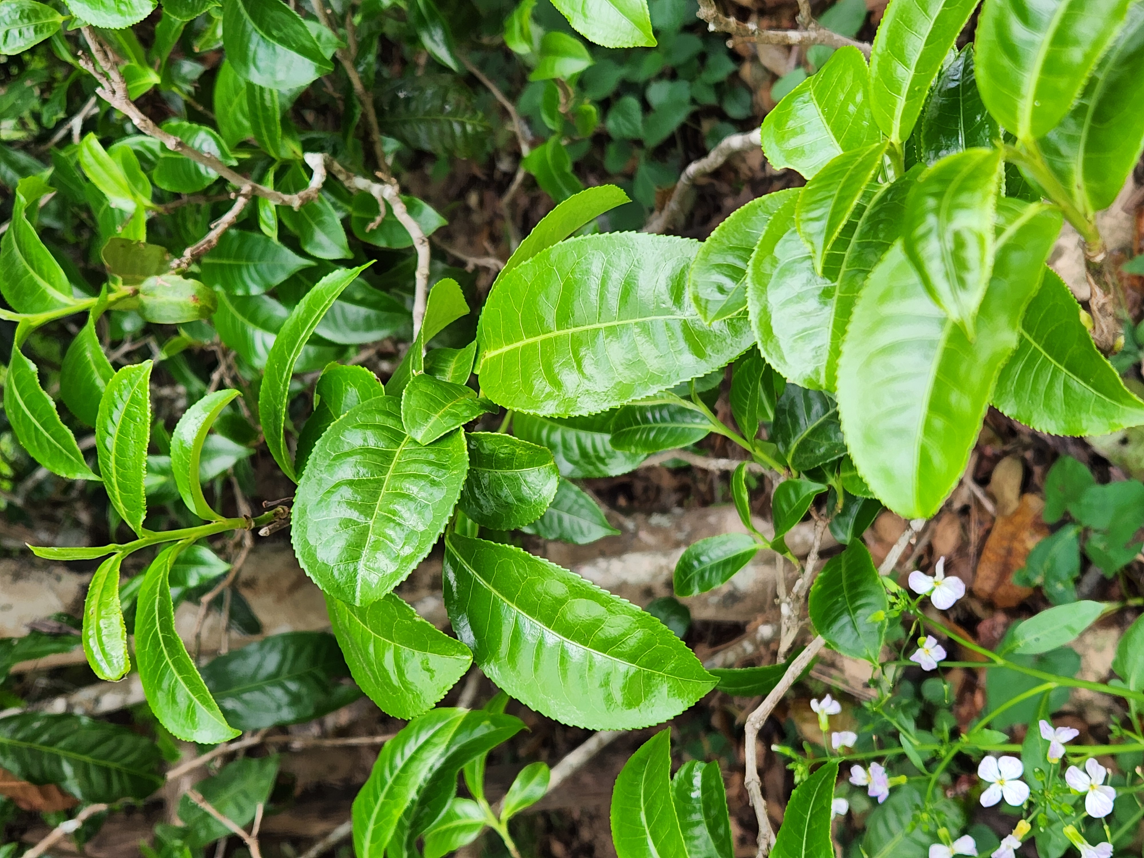 [해외직구공구]빙도 고수 홍차 첫물차 1kg - 두 종 모두 사서 좋은 경험하세요.