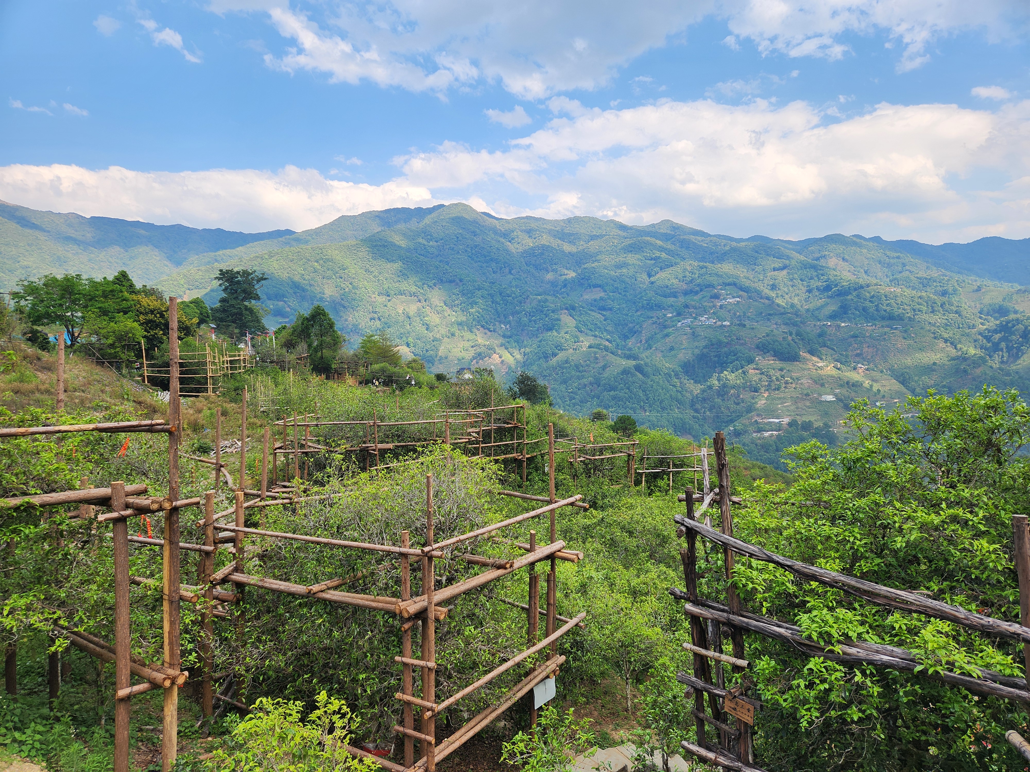 [해외직구공구]빙도 고수 홍차 첫물차 1kg - 두 종 모두 사서 좋은 경험하세요.