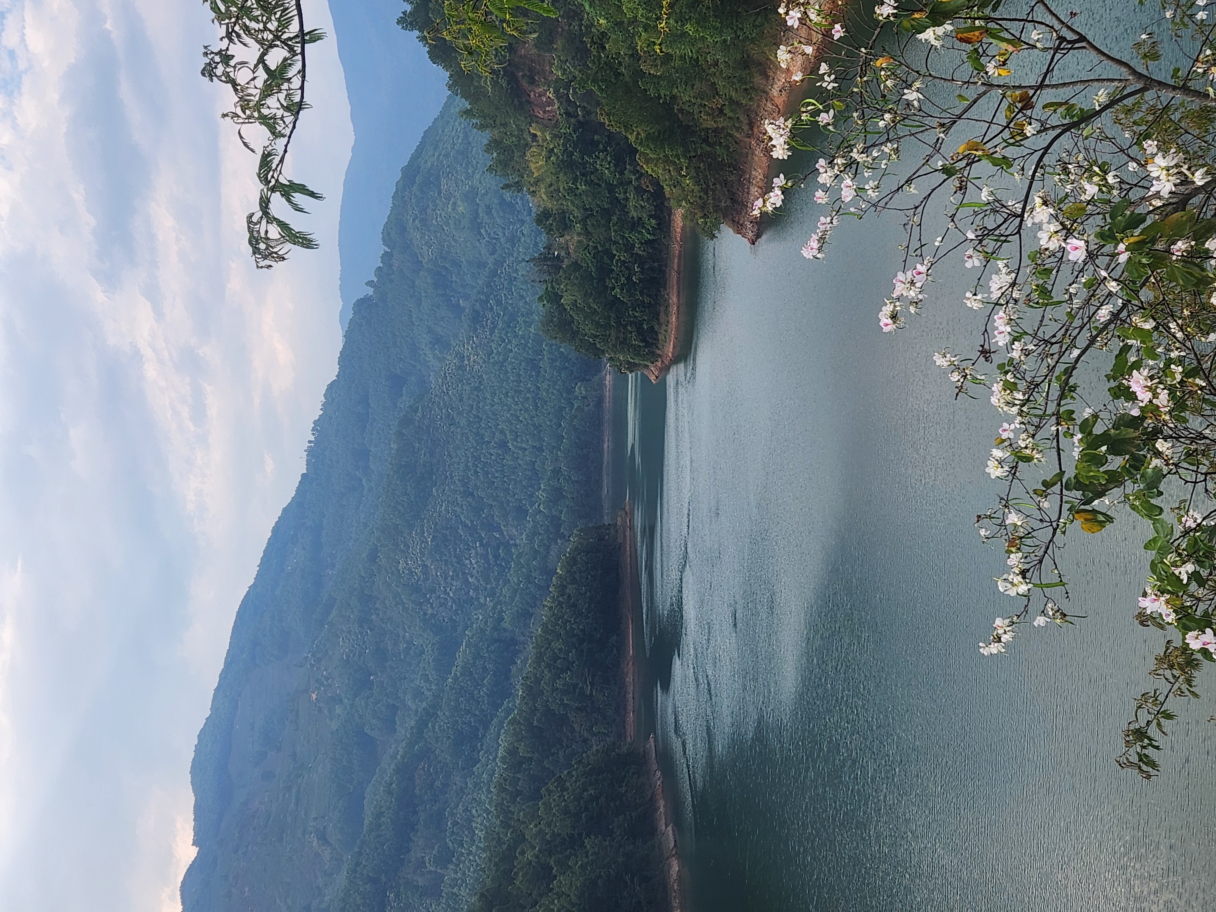 [해외직구공구]빙도 고수 홍차 첫물차 1kg - 두 종 모두 사서 좋은 경험하세요.