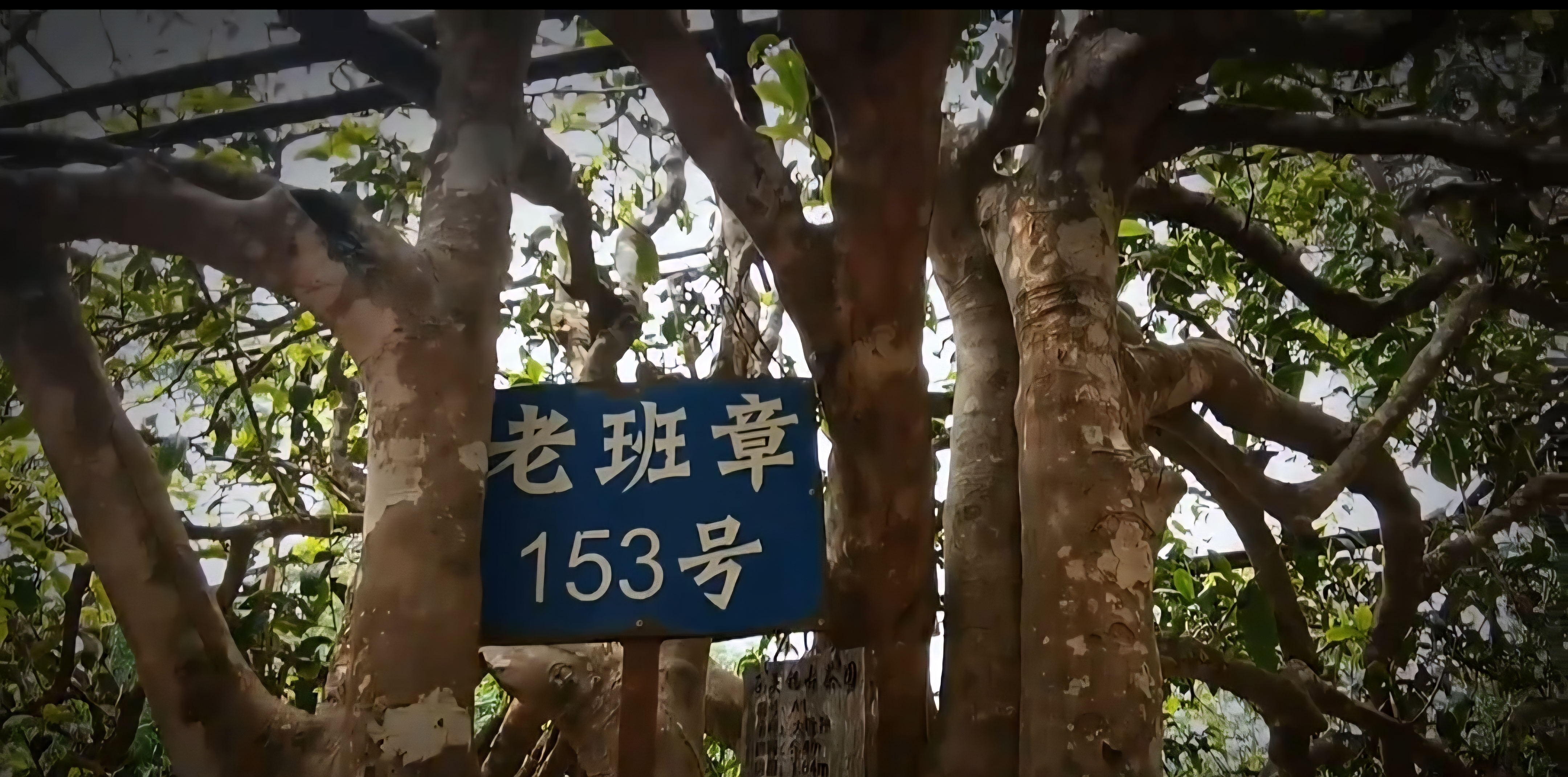 [폭탄] 2020년 노반장 봄차 153号 200g