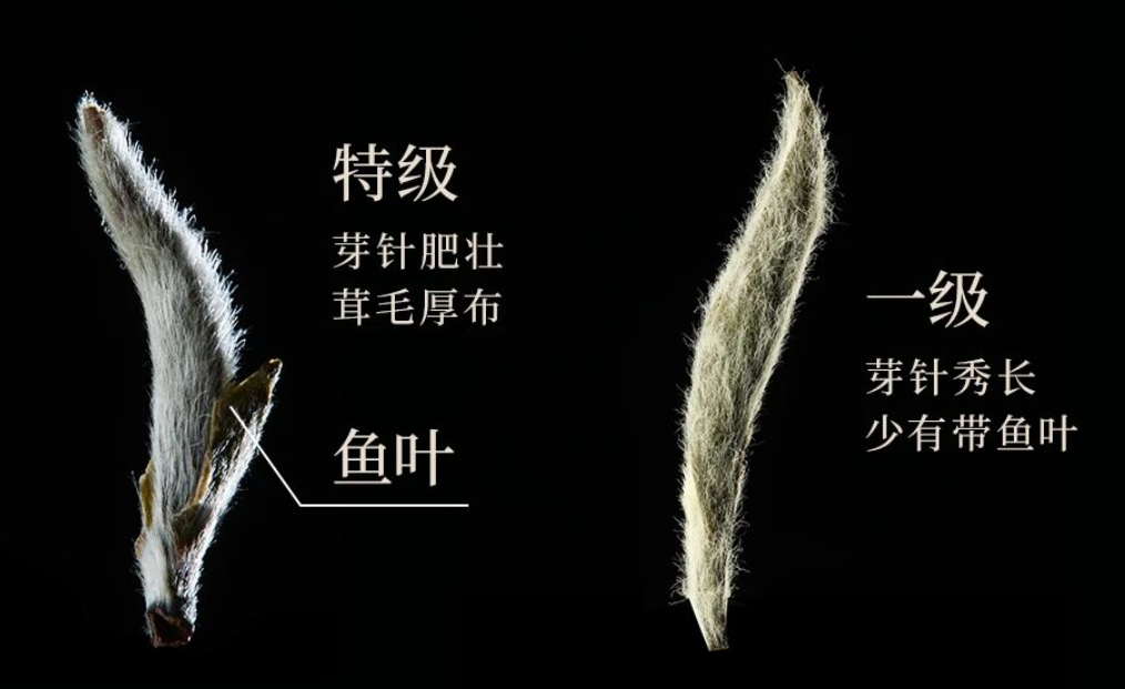 [인생의 단맛을 한번 봐요] 72시간 태양위조 정백백차 시음회