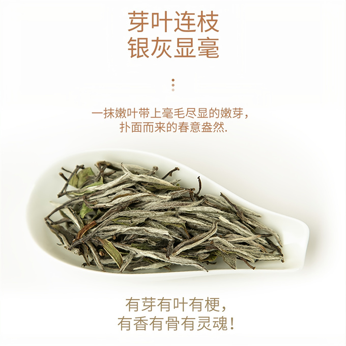 [무결점 鼎白] 2021년 특급목단 특급백목단 50g