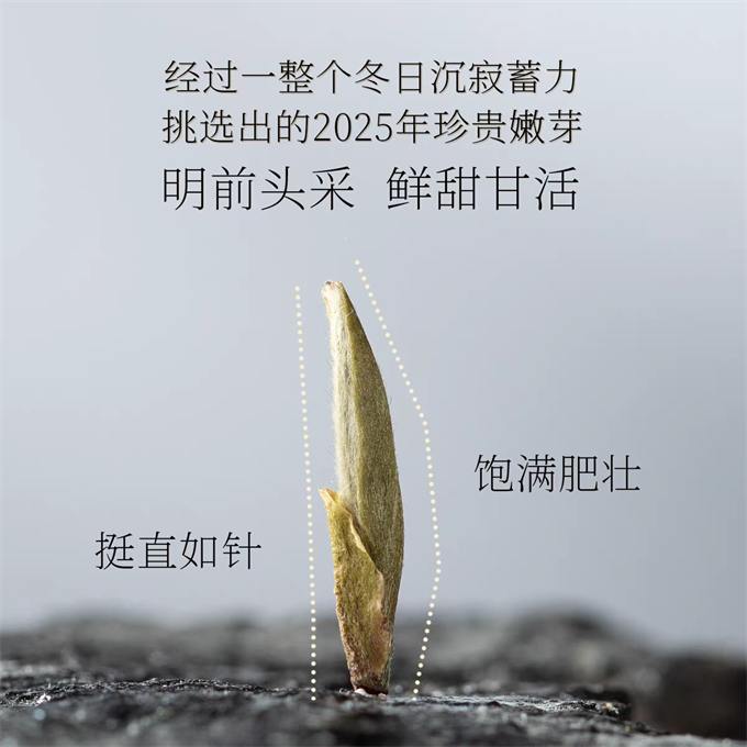 [무결점 鼎白] 정백침호 2025년 명전단침 특급백차 50g