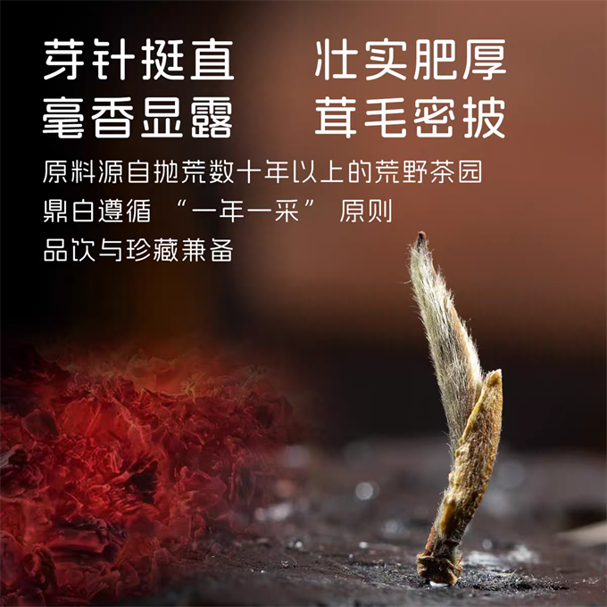 [무결점 鼎白] 정백침호 2025년 탄배 황야은침 특급백차 500g