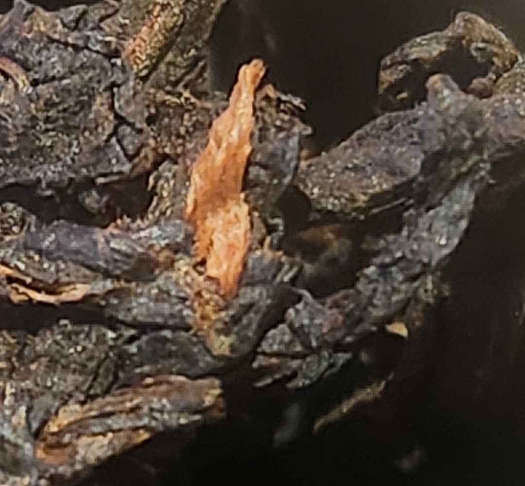 [50년대 홍인의 풍격] 진년 맹해맛 1틴(20g)